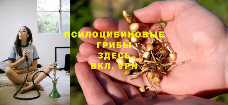 Галлюциногенные грибы Magic Shrooms  Высоковск 